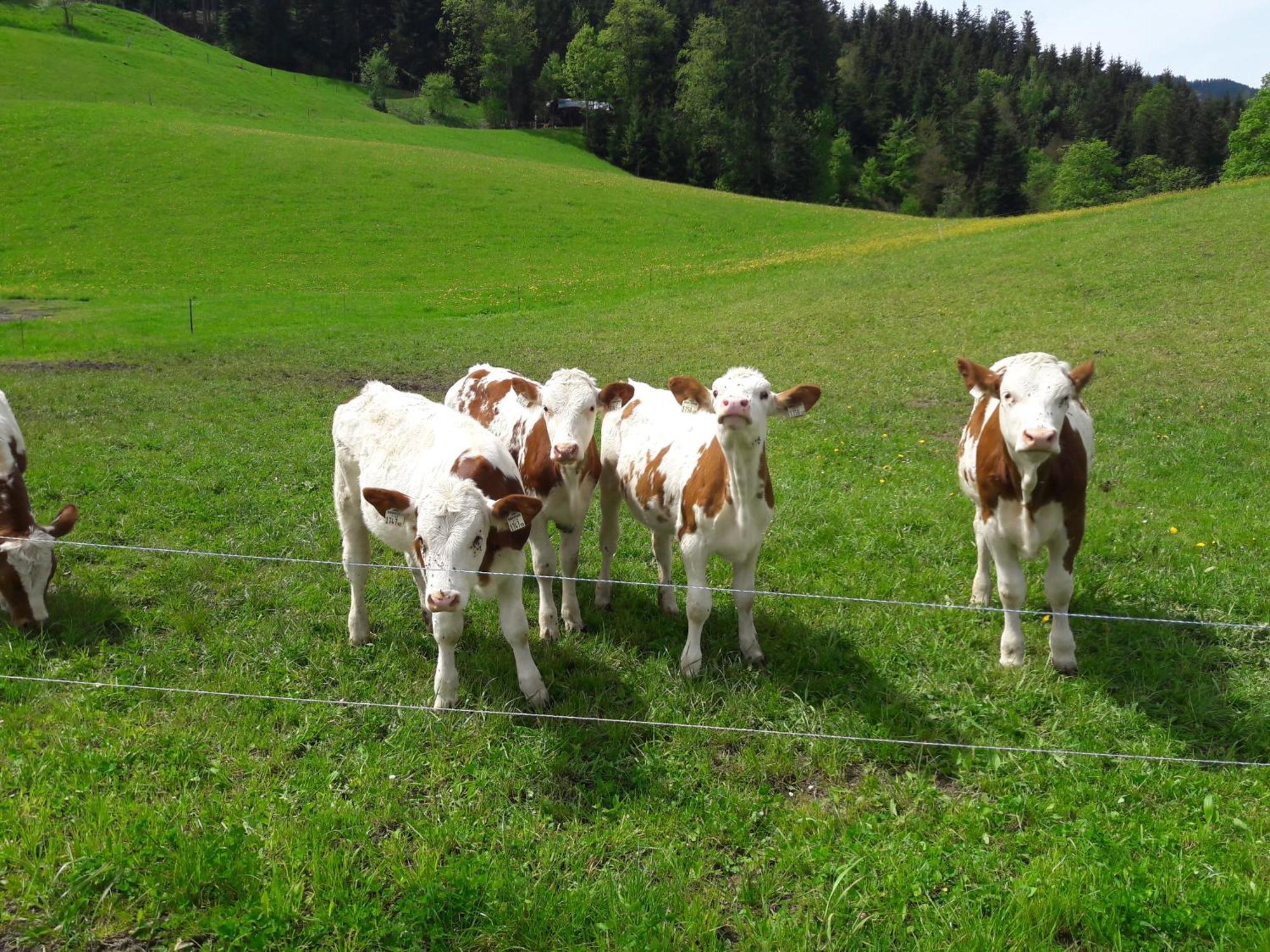 Bio-Bauernhof Niederlehen Villa Fieberbrunn Exteriör bild